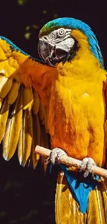 Colorful macaw parrot with vibrant feathers perched on a branch.