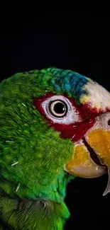 Close-up of a vibrant parrot with green feathers and a dark background.