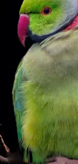 Close-up of a vibrant green parrot with a dark background.