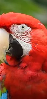 Vibrant red parrot with colorful feathers.