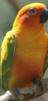 Vibrant orange and green parrot perched on a branch in a nature setting.