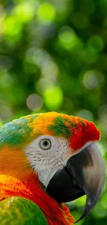 Vibrant parrot with a green background on mobile wallpaper.