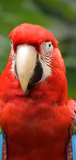 Vibrant red parrot with colorful wings on a mobile wallpaper.