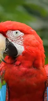 A vibrant red parrot with colorful feathers adorns this wallpaper.