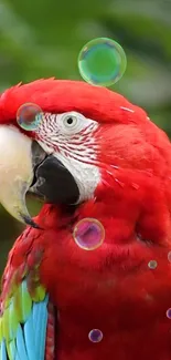 Vibrant red parrot with colorful feathers and bubbles in the background.