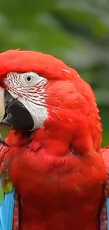 Vibrant red parrot with colorful feathers and a lush green background.