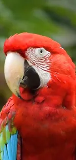 Vibrant red parrot with lush green background.