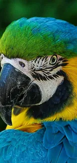 Colorful parrot with vibrant feathers in closeup view.