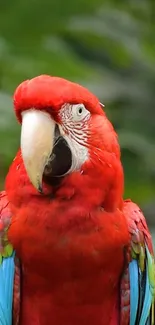 Red macaw parrot with green foliage in vivid color wallpaper.