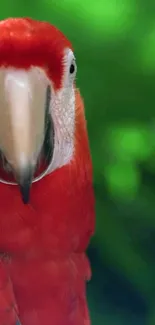 Vibrant parrot against lush green background.