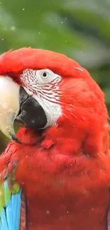 Close-up of a vibrant red parrot with colorful feathers.