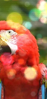 Colorful parrot with vibrant bokeh background.