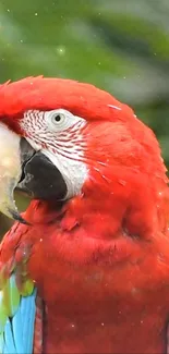 Close-up of vibrant red parrot with green wings on mobile wallpaper.