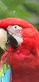 Close-up of a vibrant red parrot with colorful feathers.