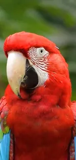 Vibrant red parrot with a green background in a nature setting.