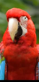 Vibrant parrot with striking red, green, and blue feathers.