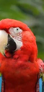 Vibrant red parrot with colorful wings in nature setting.