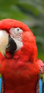 Vibrant red parrot in lush greenery mobile wallpaper.