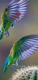 Two vibrant parrots flying over a cactus in stunning nature wallpaper.