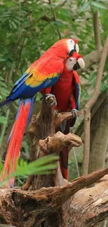 Vibrant red parrots perched on a tree in lush green forest.