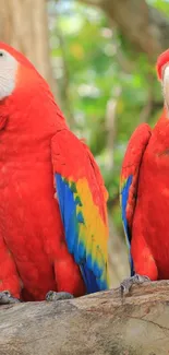 Two vibrant parrots perched on a branch amidst lush greenery.