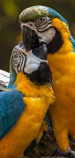 Two vibrant parrots perched on a tree branch in a lush, green natural setting.