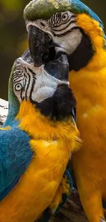 Vibrant blue and gold macaw parrots captured on a branch.