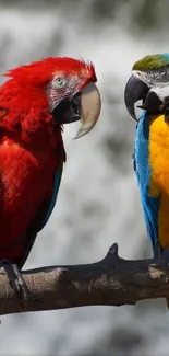 Two colorful parrots perched on a branch.