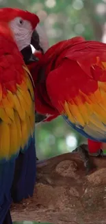 Vibrant wallpaper with two colorful parrots perched on a branch in a green setting.