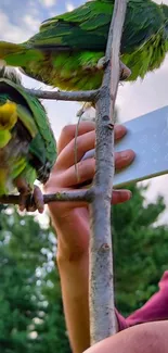 Two vibrant green parrots perched on a branch with a smartphone in view.