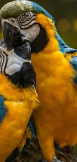 Two vibrant parrots in colorful close-up shot.