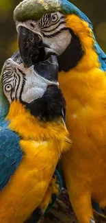 Two vibrant macaws perched on a branch, showcasing colorful feathers in a natural setting.