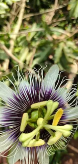 Close-up of a vibrant passion flower against green leaves.