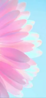 Pastel flower with pink petals on a light blue background.