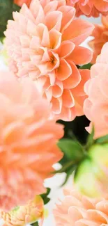 Peach dahlia flowers with lush green leaves on a bright background.