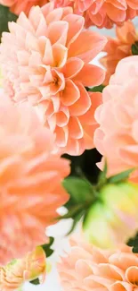 Mobile wallpaper featuring vibrant coral dahlia blossoms.