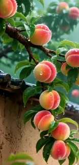 Lush peach tree branches with vibrant fruits.