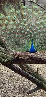 Vibrant peacock with feathers fanned beside a colorful pheasant on a branch.