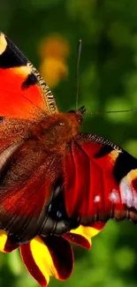 Vibrant peacock butterfly on green background.