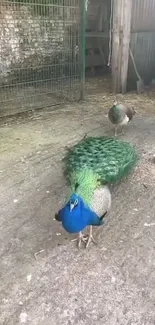 Vibrant peacock with colorful feathers in a rustic courtyard setting.