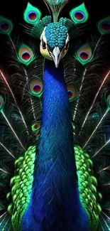 Close-up of a vibrant peacock displaying its colorful feathers in vivid detail.