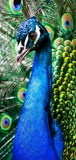 Stunning peacock displaying vibrant blue and green feathers.