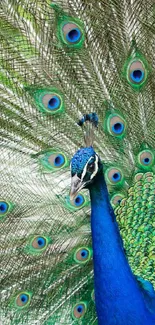 Close-up of a majestic peacock with vibrant plumage displayed.