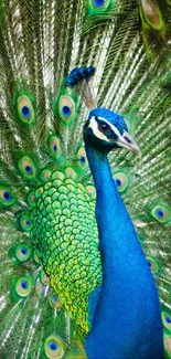 Vibrant peacock with fully spread feathers, showcasing teal and green colors.