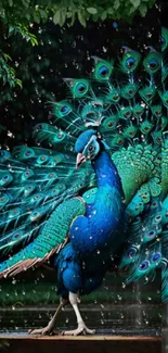 Vibrant peacock showcasing colorful teal feathers.