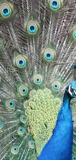 Peacock spreading vibrant blue and green feathers in detailed display.