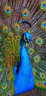 Vibrant peacock wallpaper showcasing colorful plumage for mobile phones.