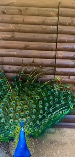 Vibrant peacock with colorful plumage in front of wooden background.