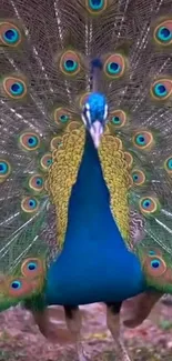 Vibrant peacock displaying its beautiful feathers with blue and green hues.