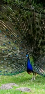 Majestic peacock with vibrant feathers fully displayed on a lush green background.